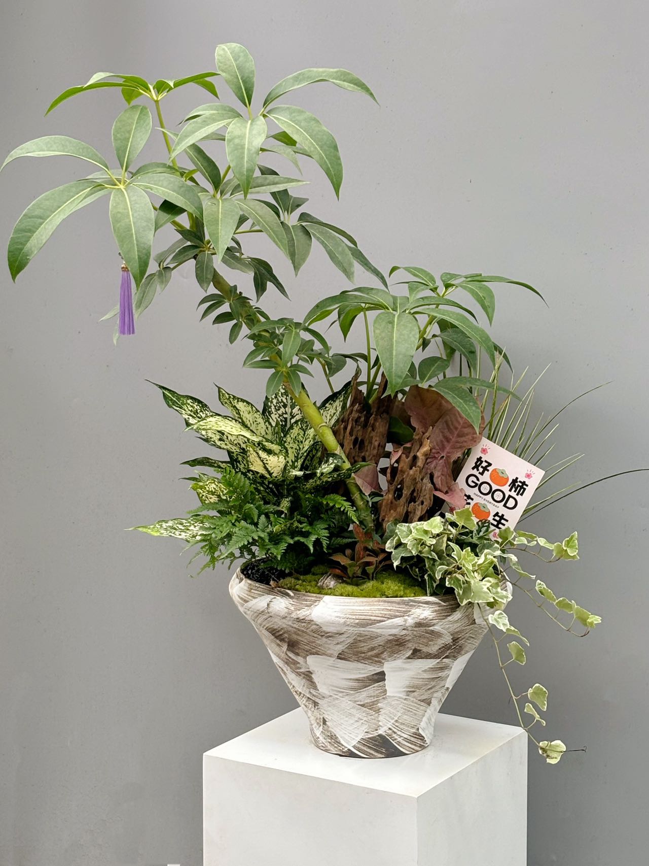 造型保羅與觀葉植物組合盆景