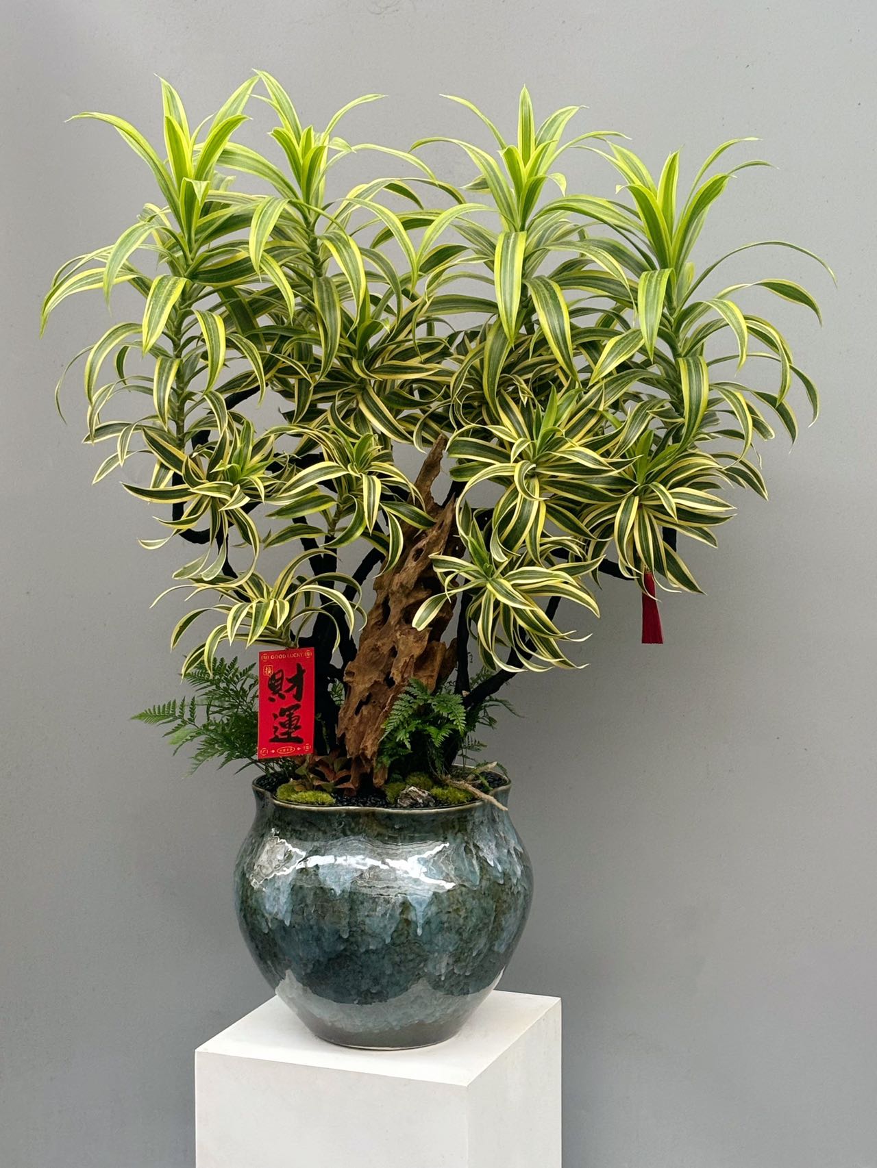黃綠葉百合竹造型盆景