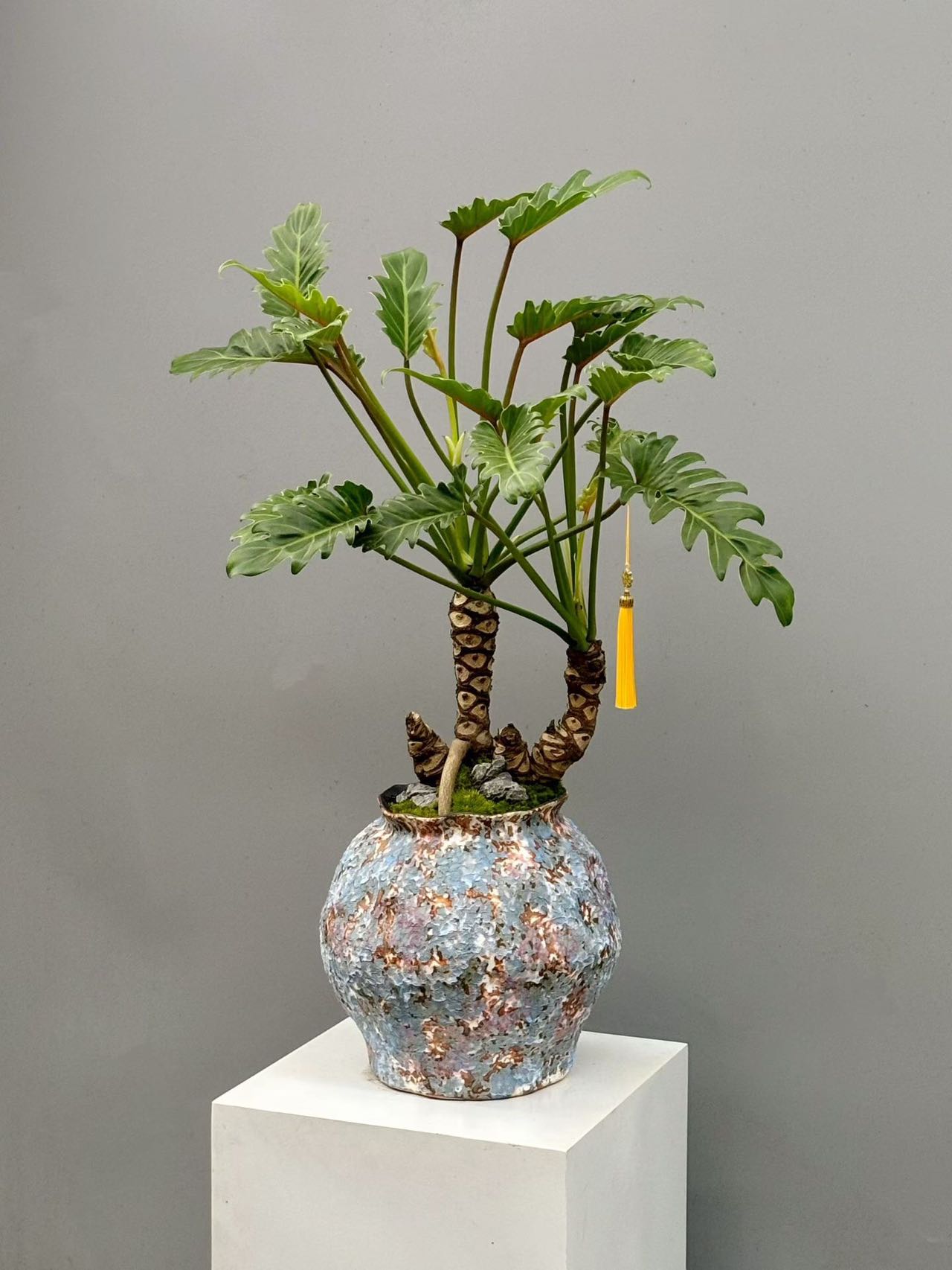 龍鱗小天使觀葉植物彩釉盆景