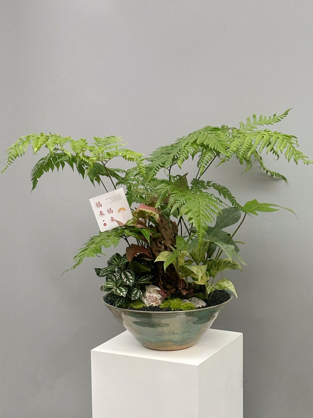 紅靈蕨與觀葉植物組合盆景