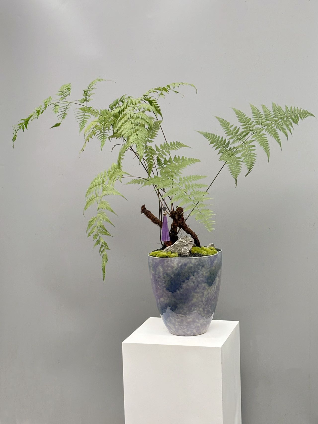 龍骨蕨與藍灰色盆器造型盆景