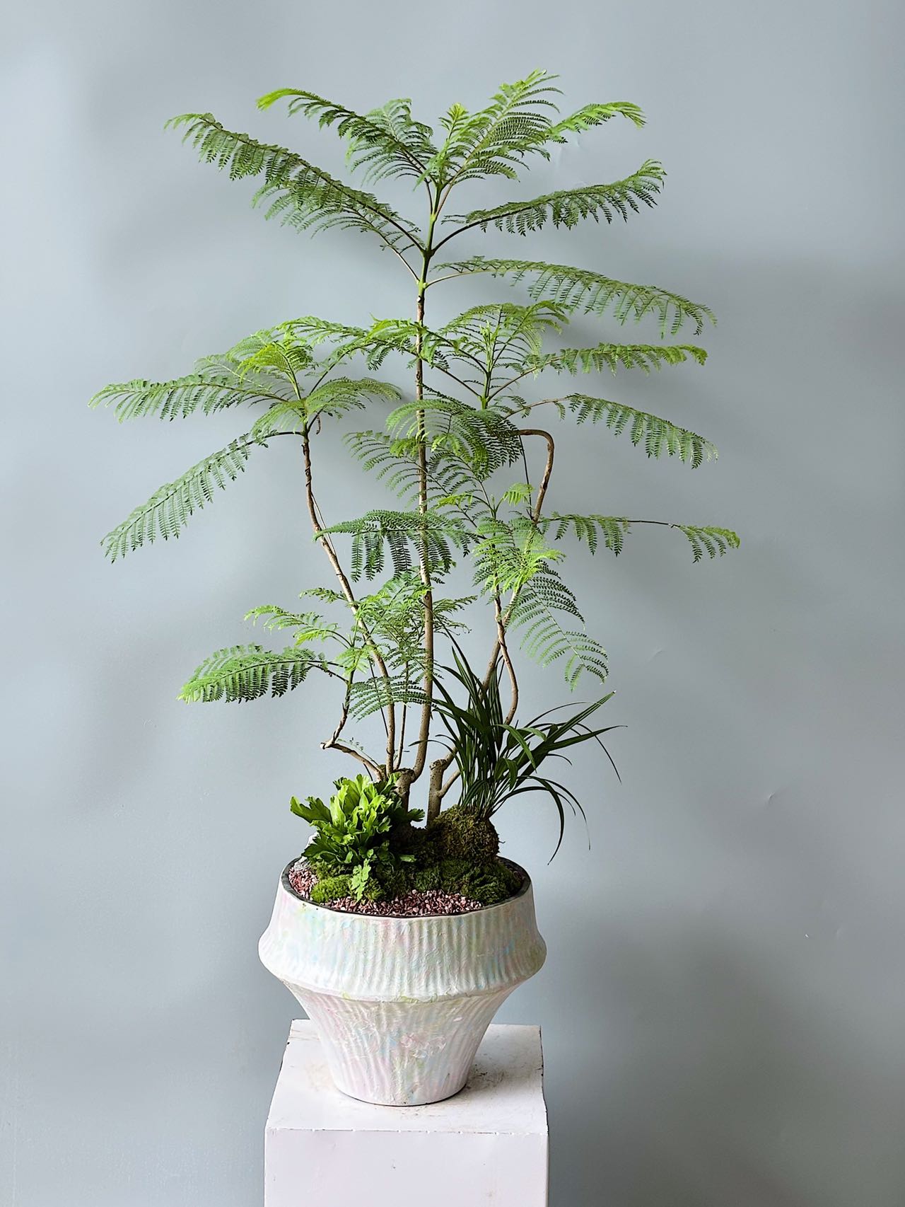 藍花楹與米白色盆器盆景