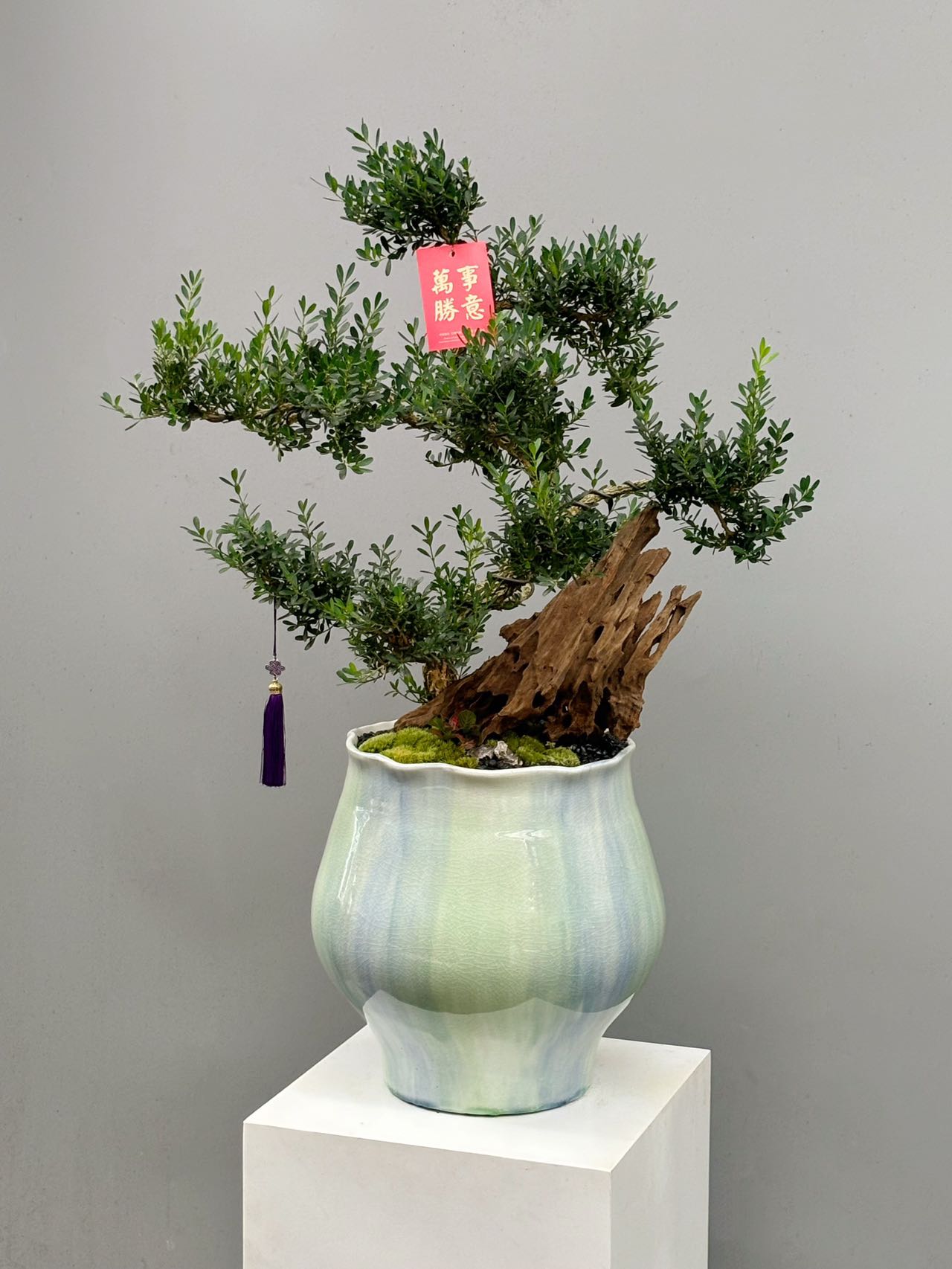 黃楊配枯木造型與青白釉盆器盆景