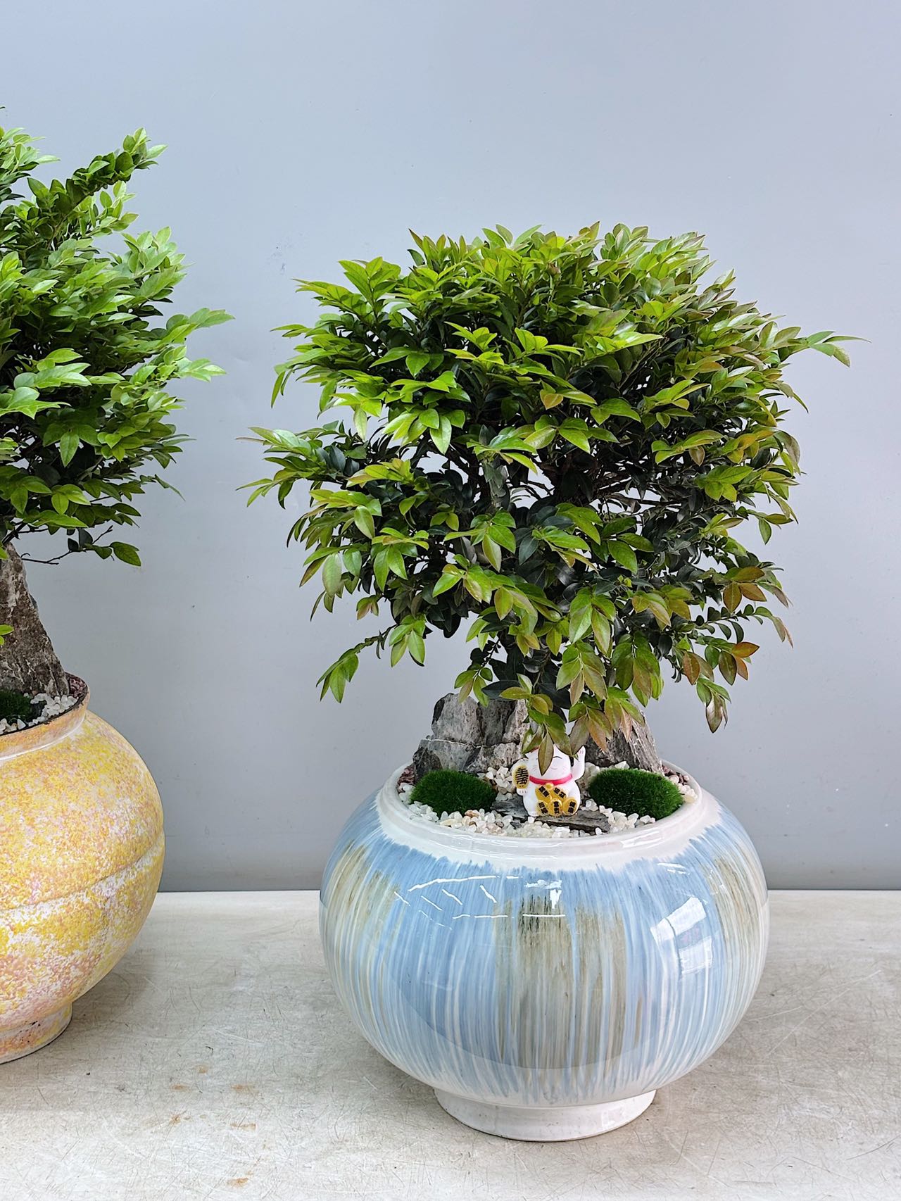 紫檀圓冠造型與粉藍釉盆器盆景