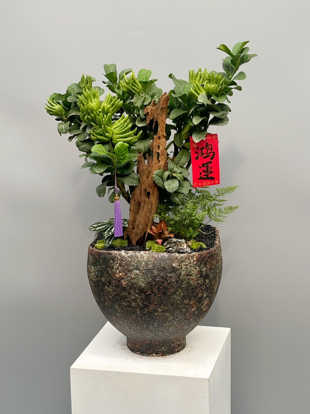 佛手果木配枯木造型盆景