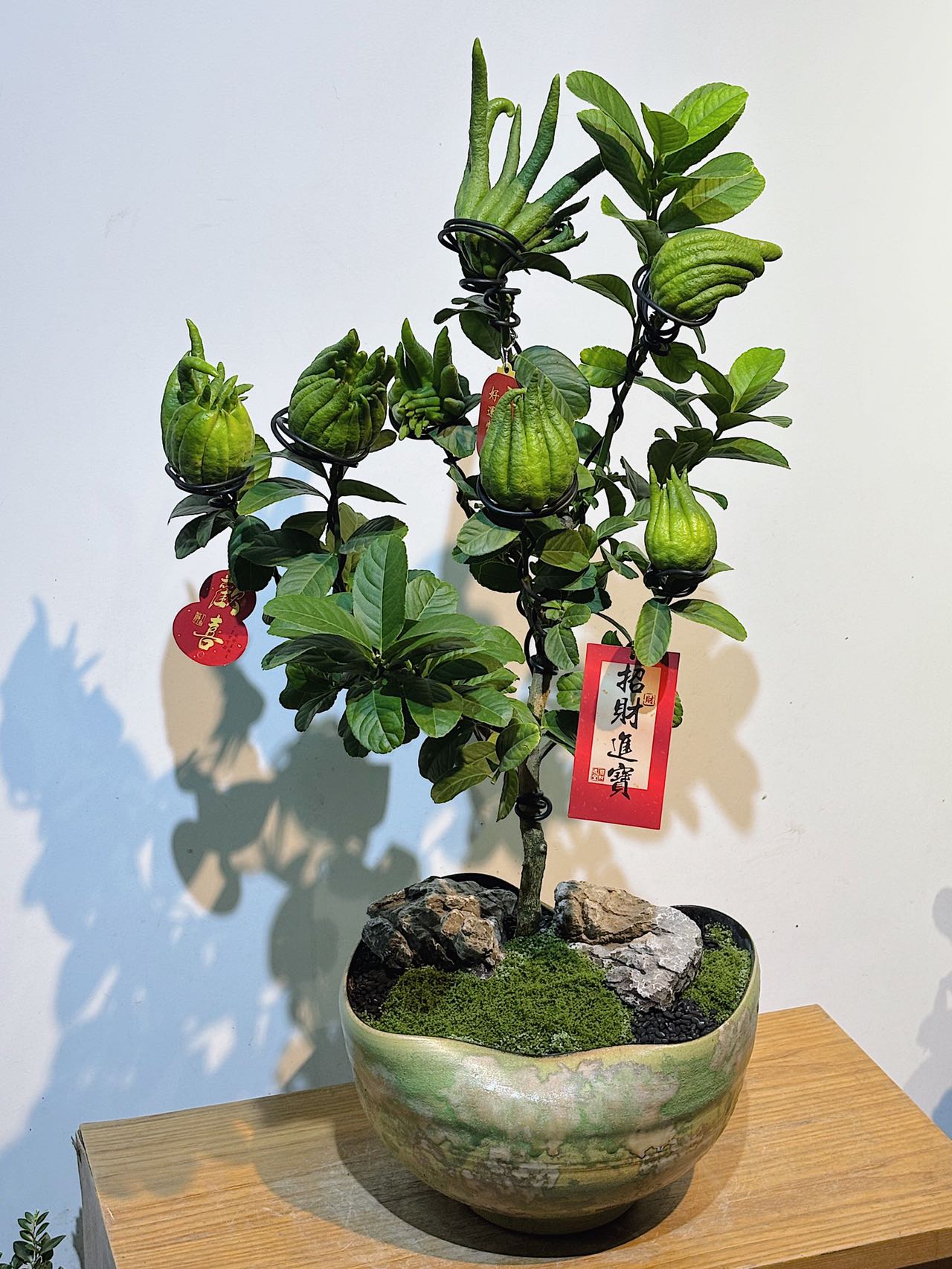 七果佛手與青灰盆器盆景