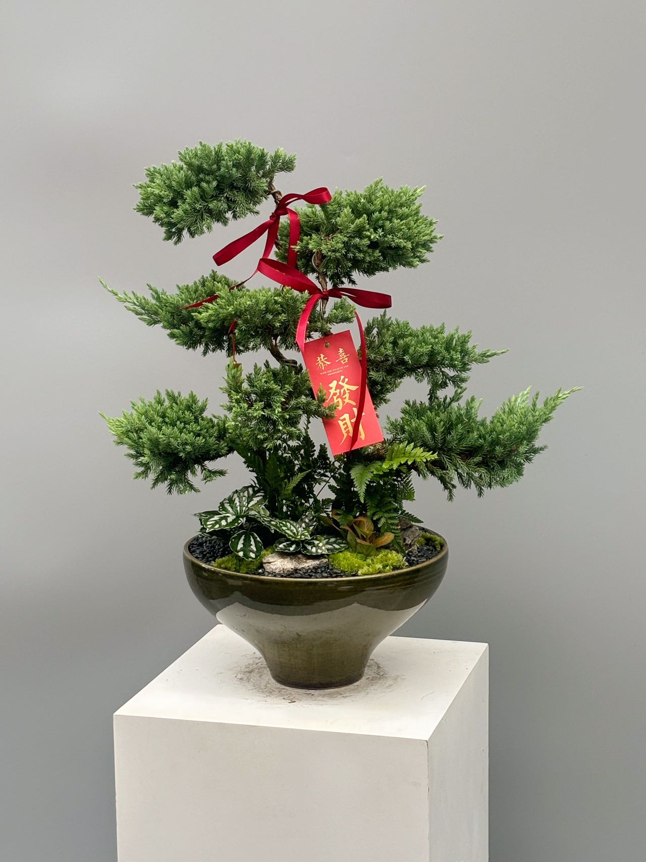 雙子塔松與深色盆器造型盆景