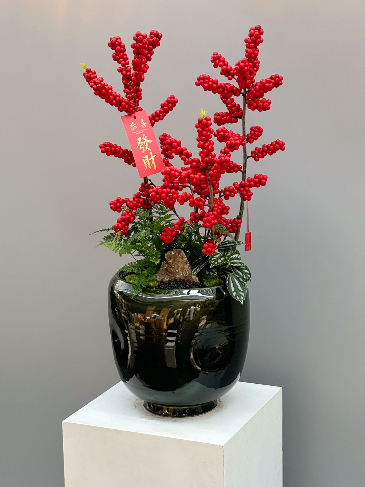 紅果冬青觀果盆景配綠葉及深色釉盆