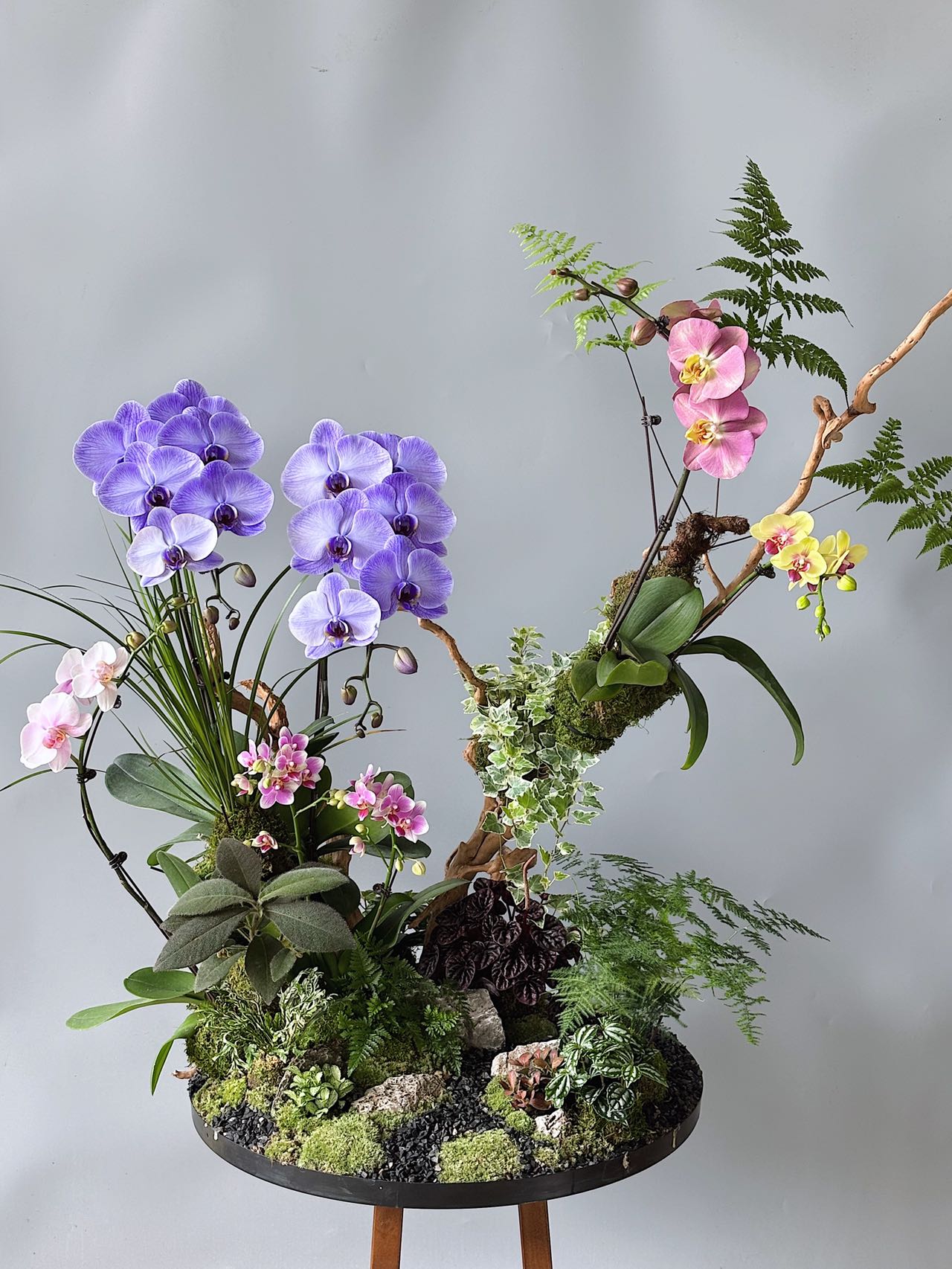 紫藍蝴蝶蘭淺盆造景配淡粉花枝條及多層綠葉