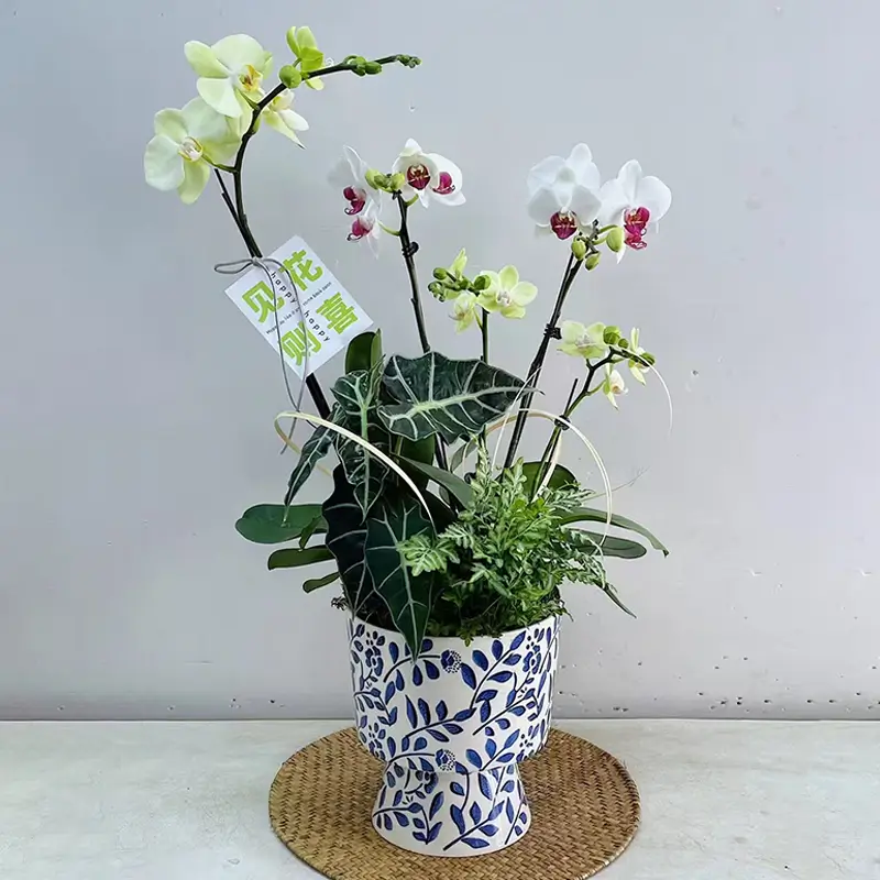 5 枝白綠及粉色方向蝴蝶蘭、自然葉材與青花瓷感盆栽