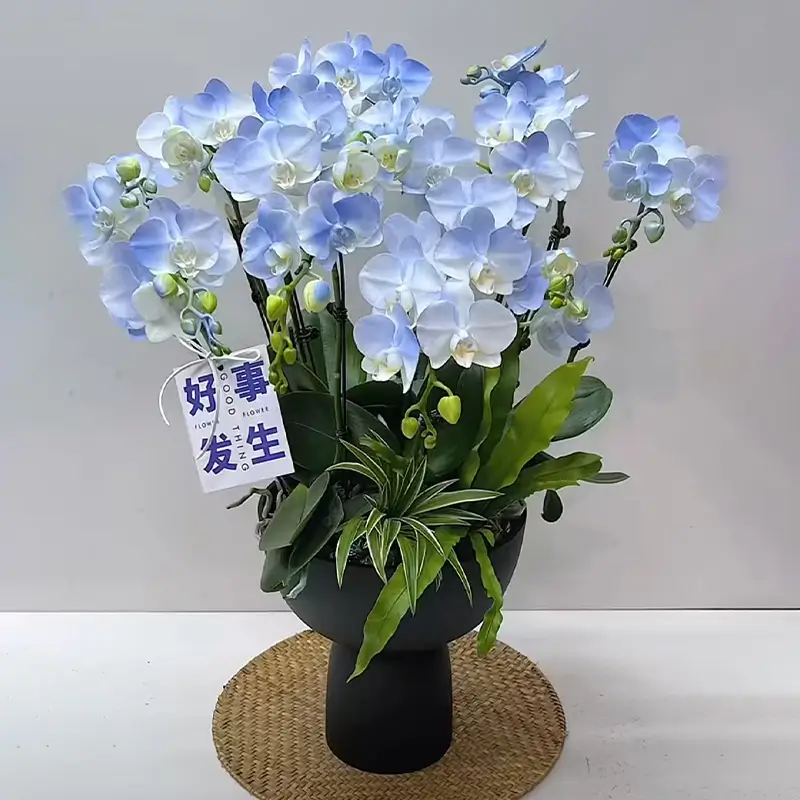 8 枝藍白色方向蝴蝶蘭、自然葉材與祝福掛牌盆栽